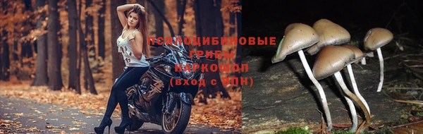 герыч Пересвет